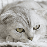 Chlamydiose du chat